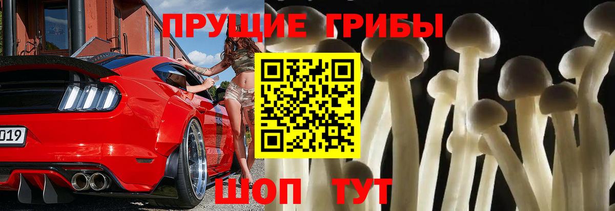 купить наркотик  Вход с VPN  Котлас  Псилоцибиновые грибы мухоморы  Псилоцибиновые грибы MAGIC MUSHROOMS 